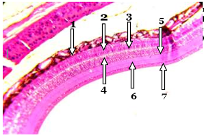 Figure 8