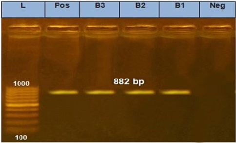 Figure 4: