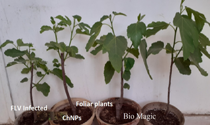 Figure 3: