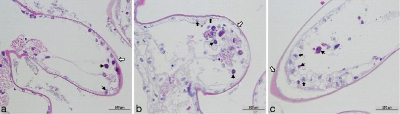 Fig. 5.