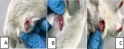 Figure 3: