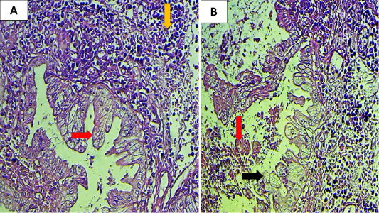 Figure 3: