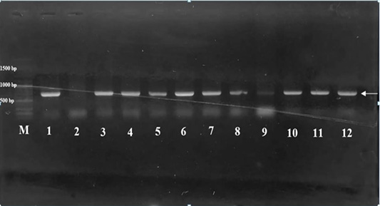 Figure 8: