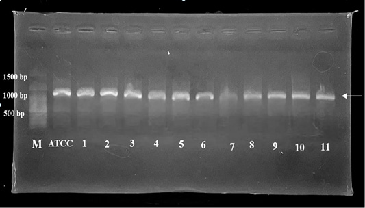 Figure 2: