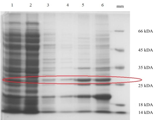 Figure 5