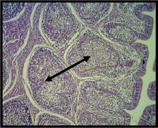 Figure 9: