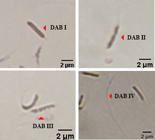 Figure 6: