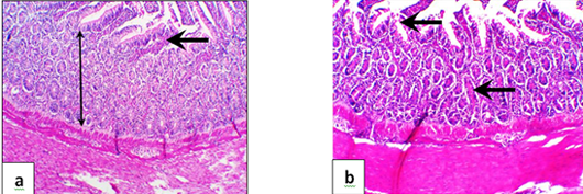 Figure 6: