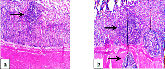 Figure 4: