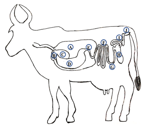 Figure 2: