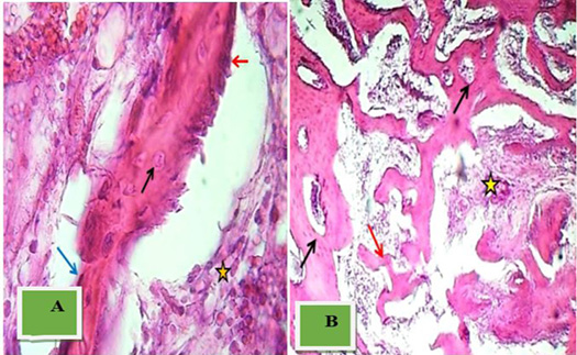 Figure 6: