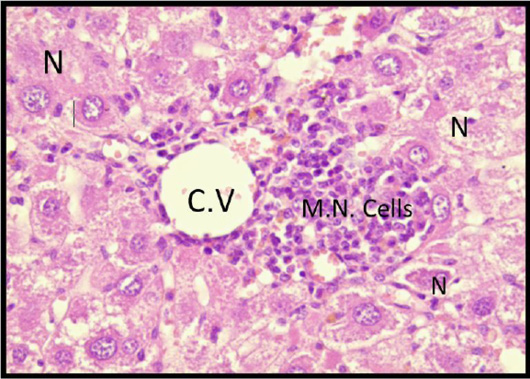 Figure 6: