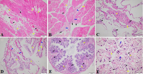 Fig. 7.