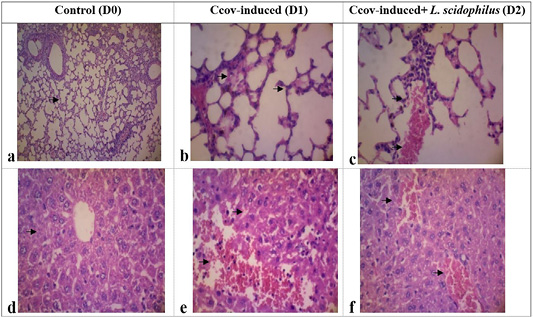 Figure 2: