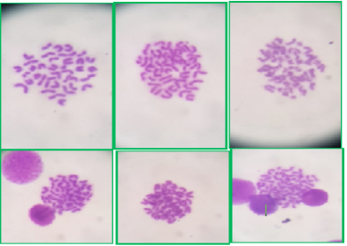 Figure 3:
