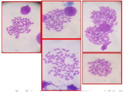 Figure 5: