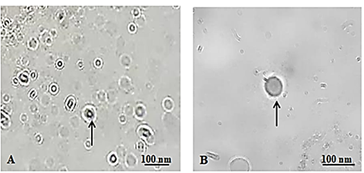 Figure 1: