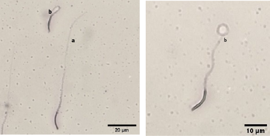 Figure 2: