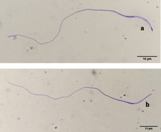 Figure 3: