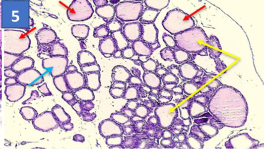 Figure 5: