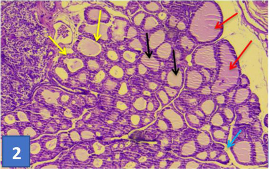 Figure 2: