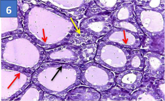 Figure 6: