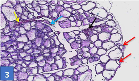 Figure 3: