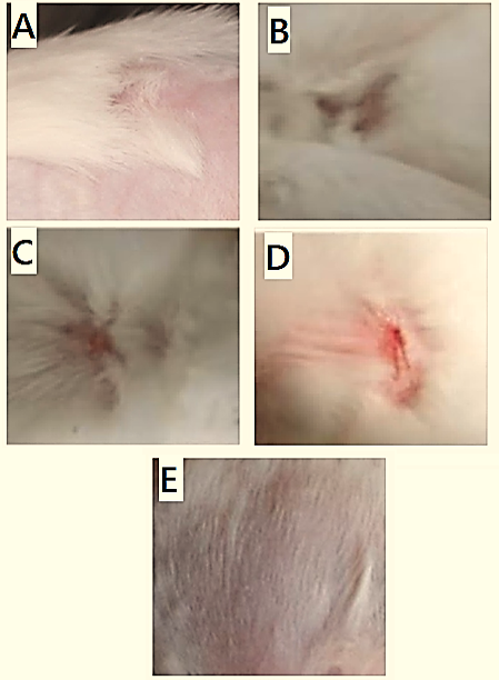 Figure 3: