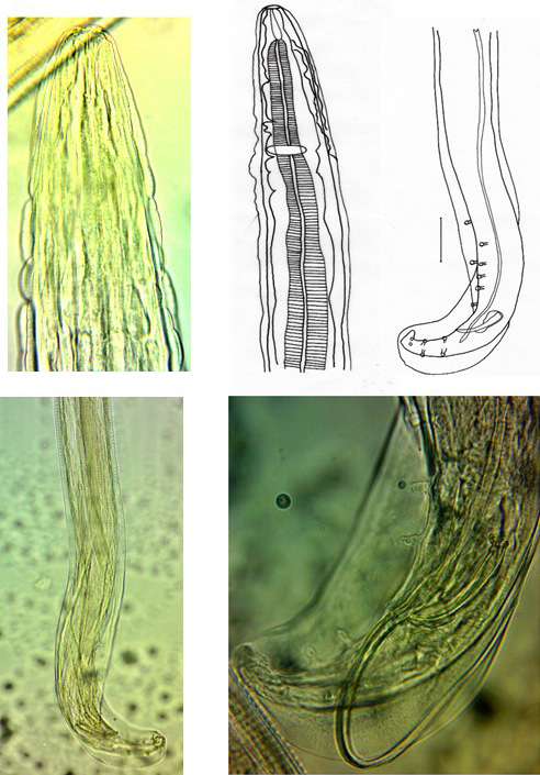 Figure 1: