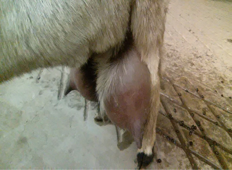 Figure 4:
