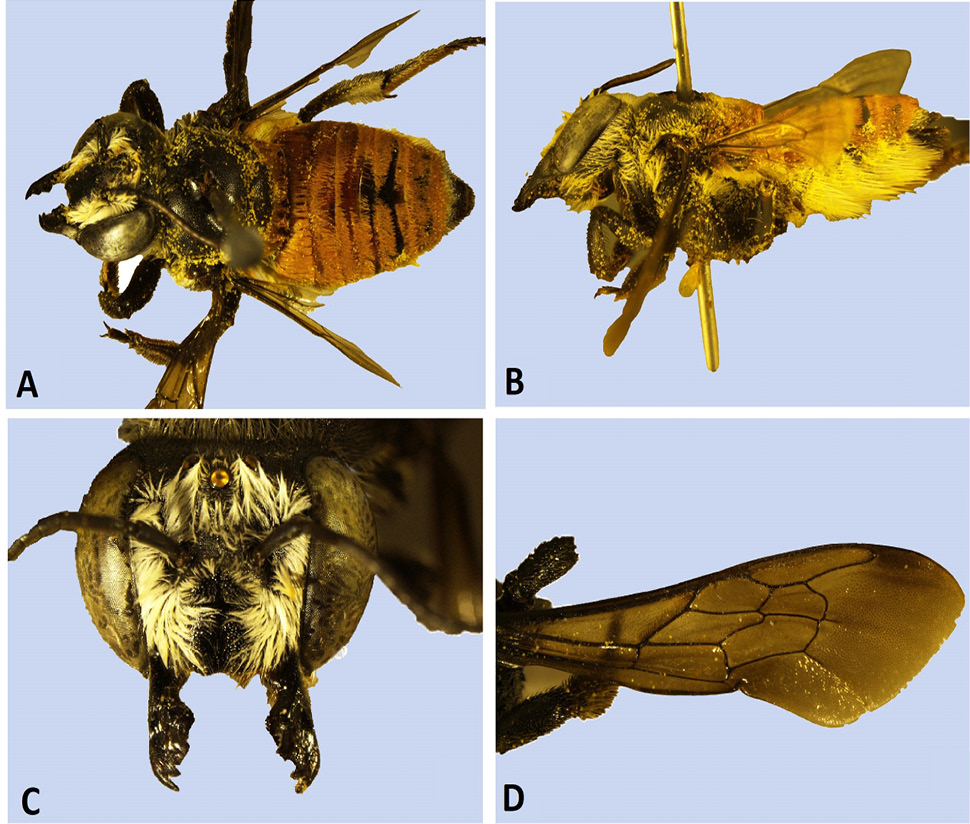 Fig. 7.