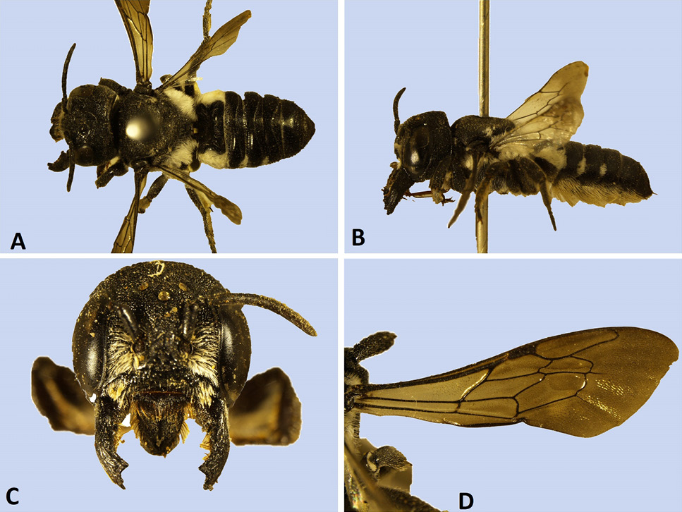 Fig. 8.