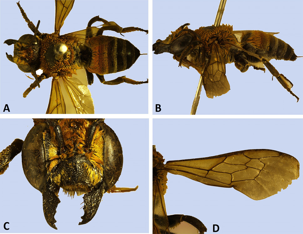 Fig. 2.
