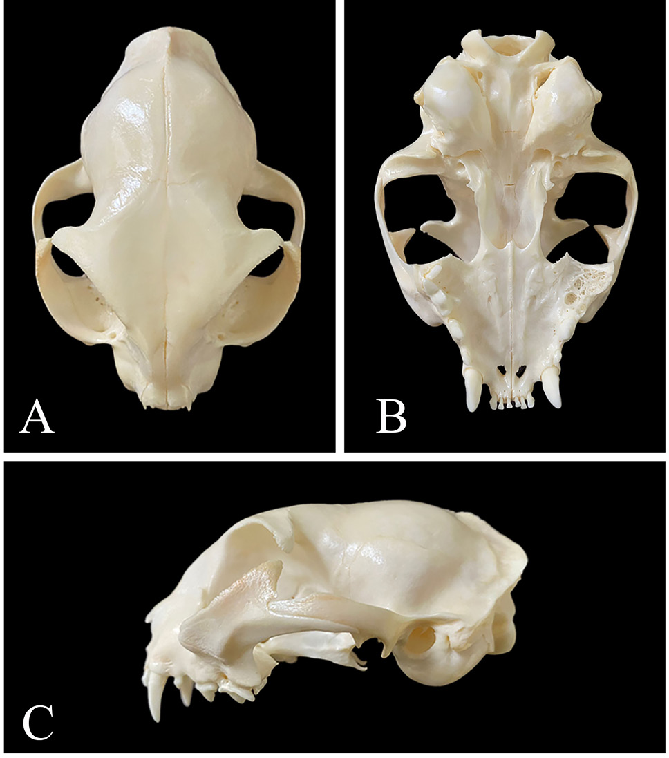 Fig. 2.