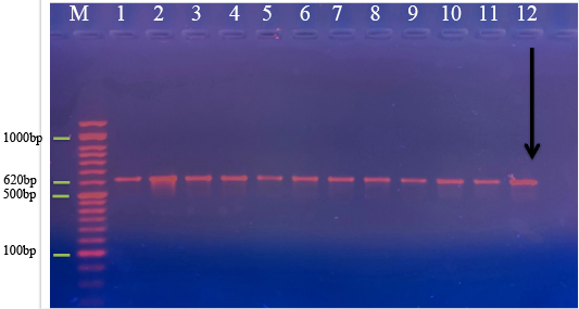 Figure 1: