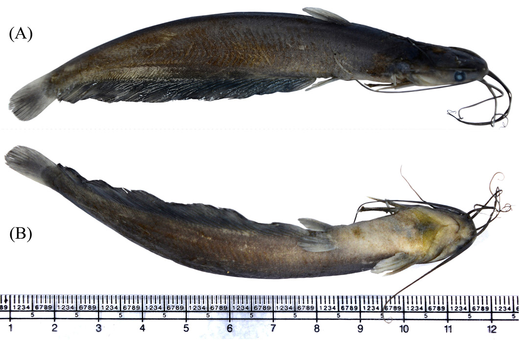 Figure 2: