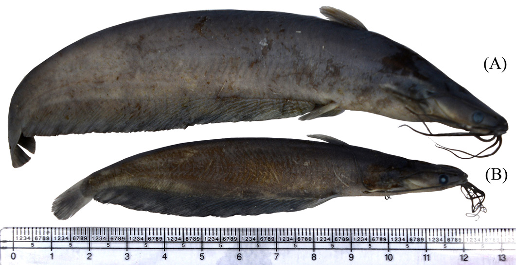 Figure 3: