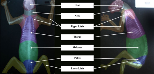 Figure 2: