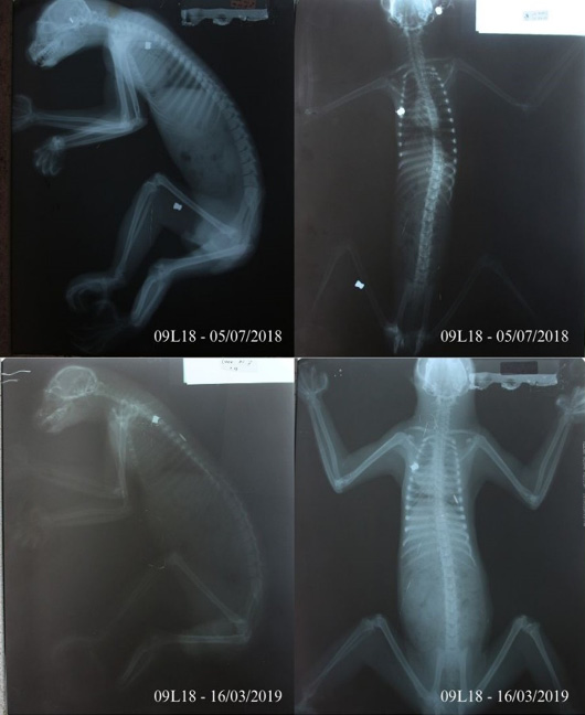 Figure 11: