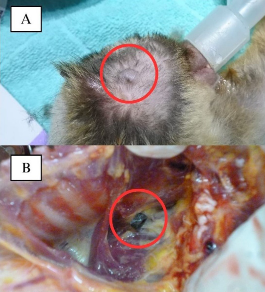 Figure 6: