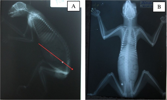 Figure 9: