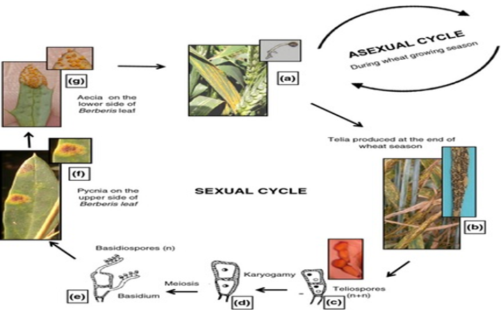 Figure 2: