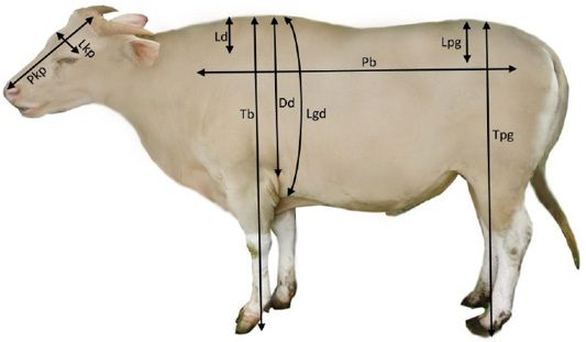 Figure 2: