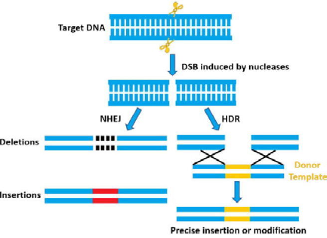 Figure 1: