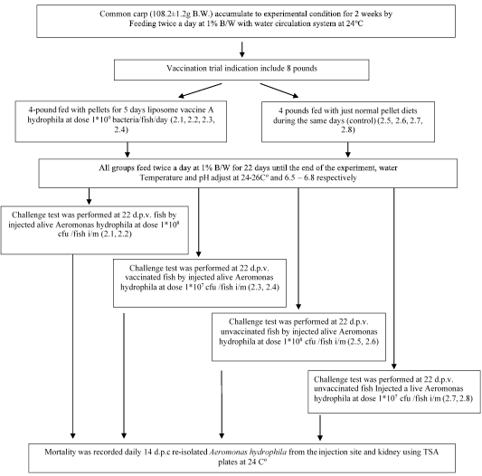 Scheme 2: