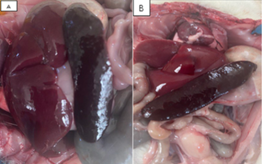Figure 4: