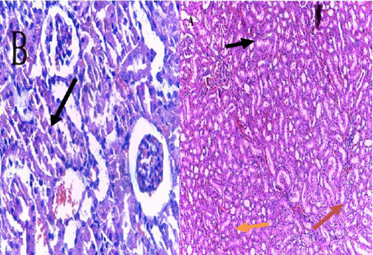 Figure 3: