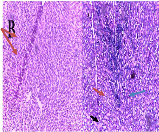 Figure 5: