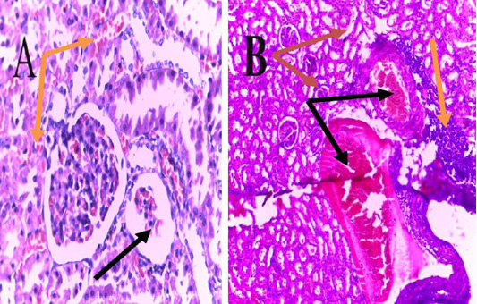 Figure 4: