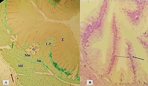 Figure 6: